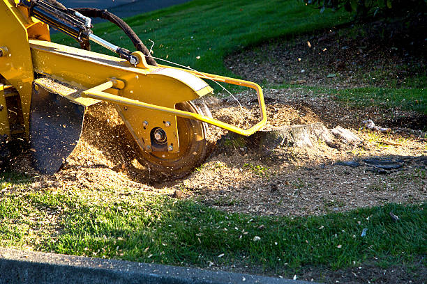 Large Tree Removal